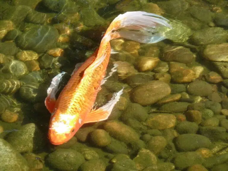 SuzanneRoadyRoss 1b 768x576