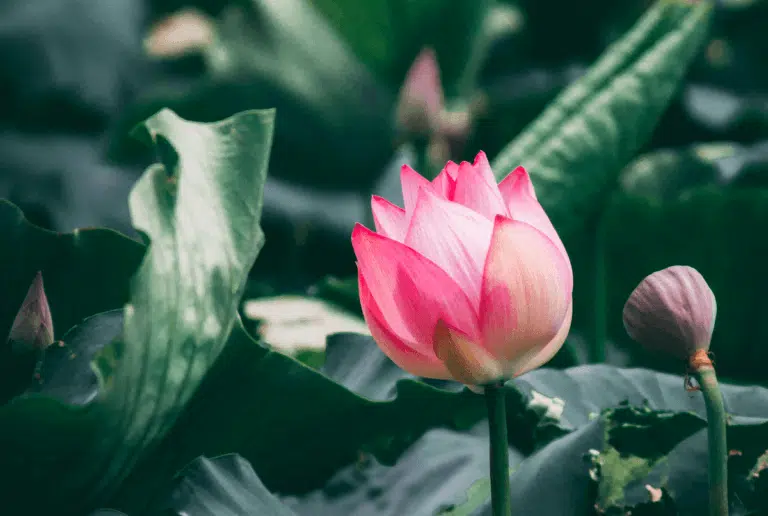 Lotus 2 unsplash.com photos BgzTKercK A 83 768x516