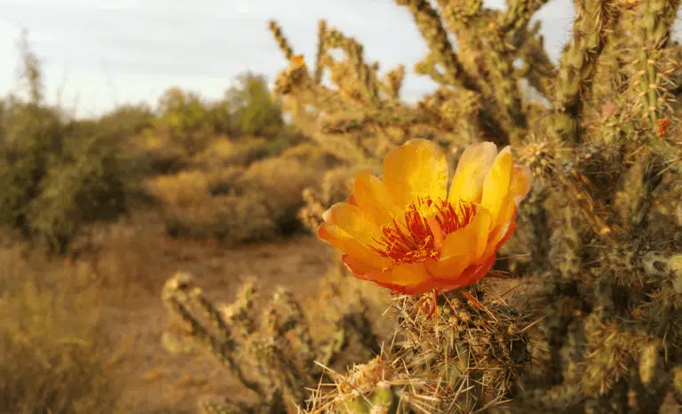 LovenaWarren unsplash.com photos 5nYYbeWZWT0 768x466