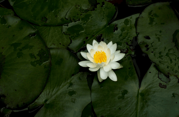 Lotus 1 10