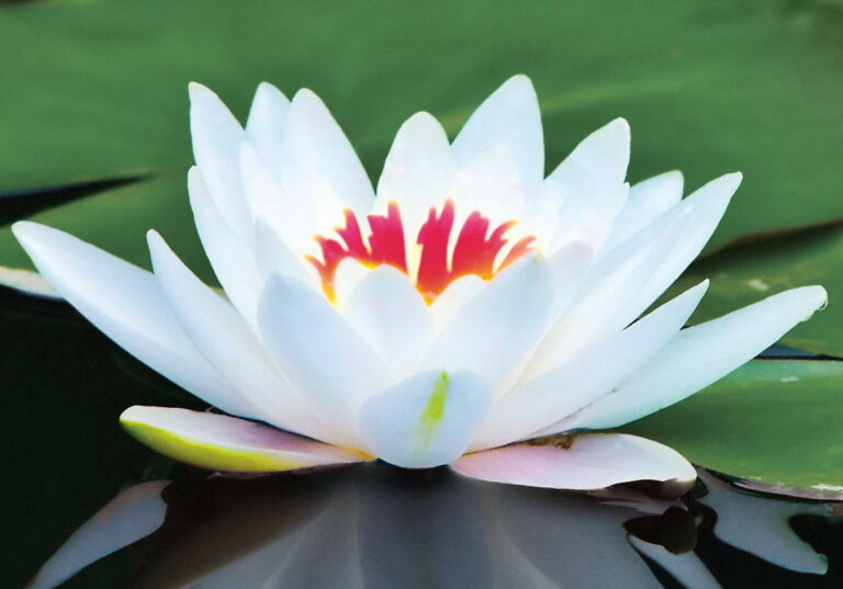 bright white lotus 768x537