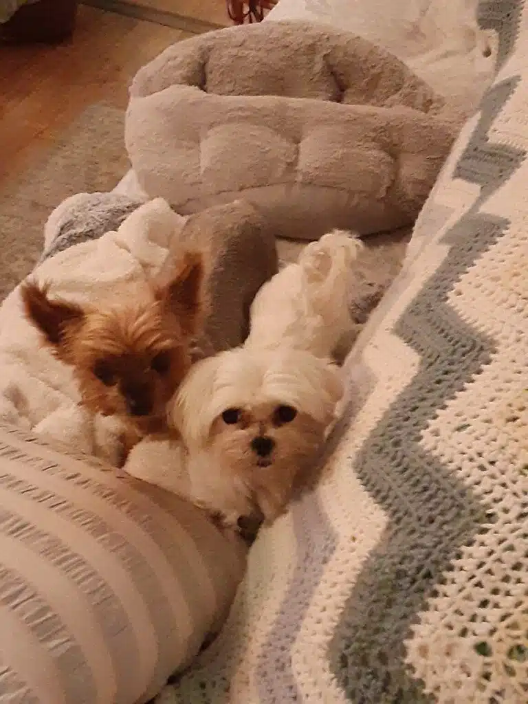 The dynamic duo 768x1024