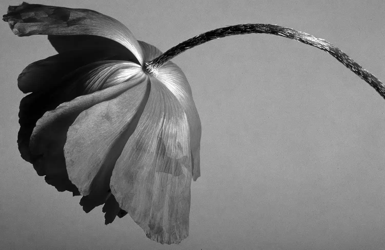 Four Pyramid Poems on Waking Mind