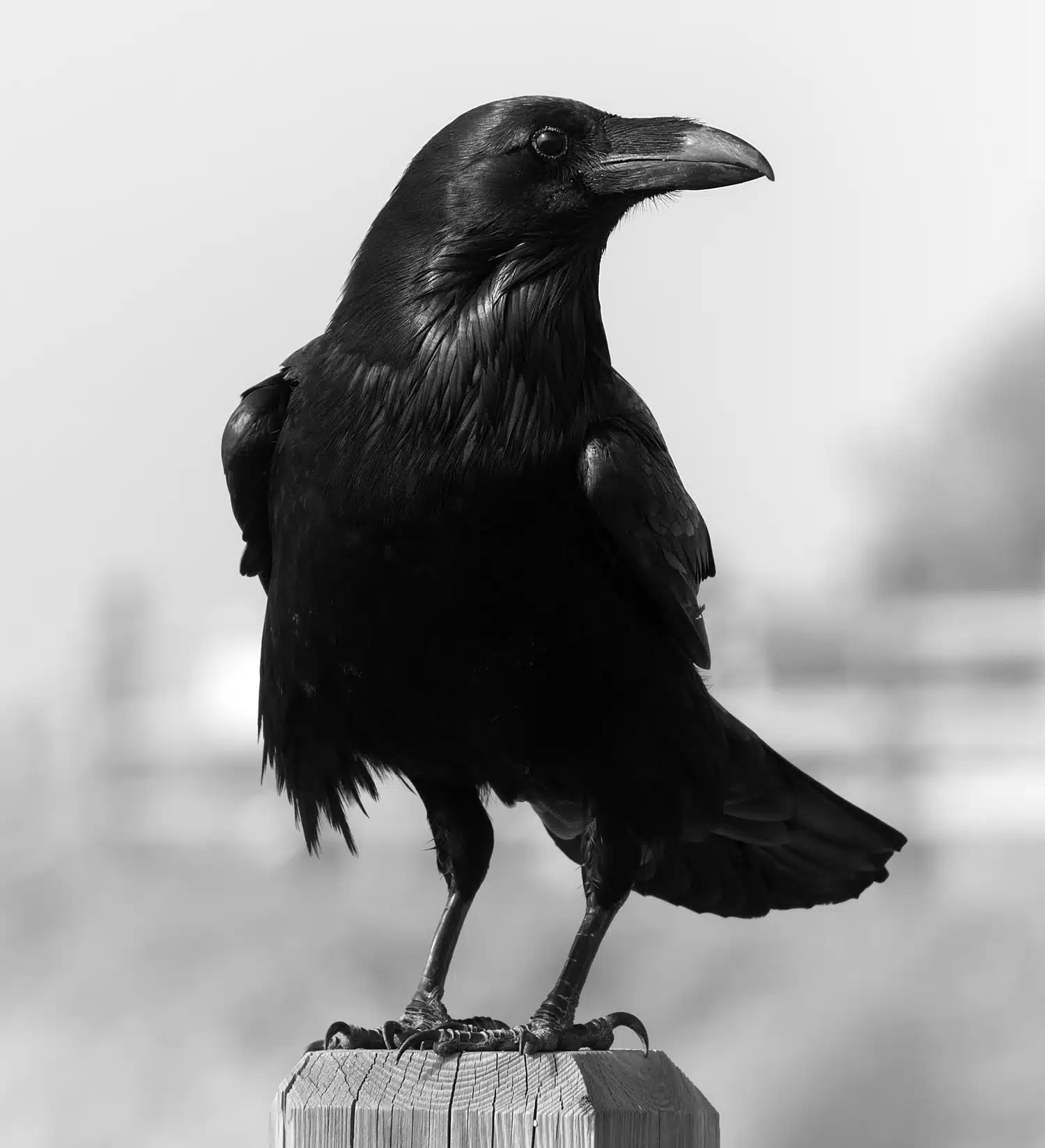 Ravens: A Metaphor For TCC