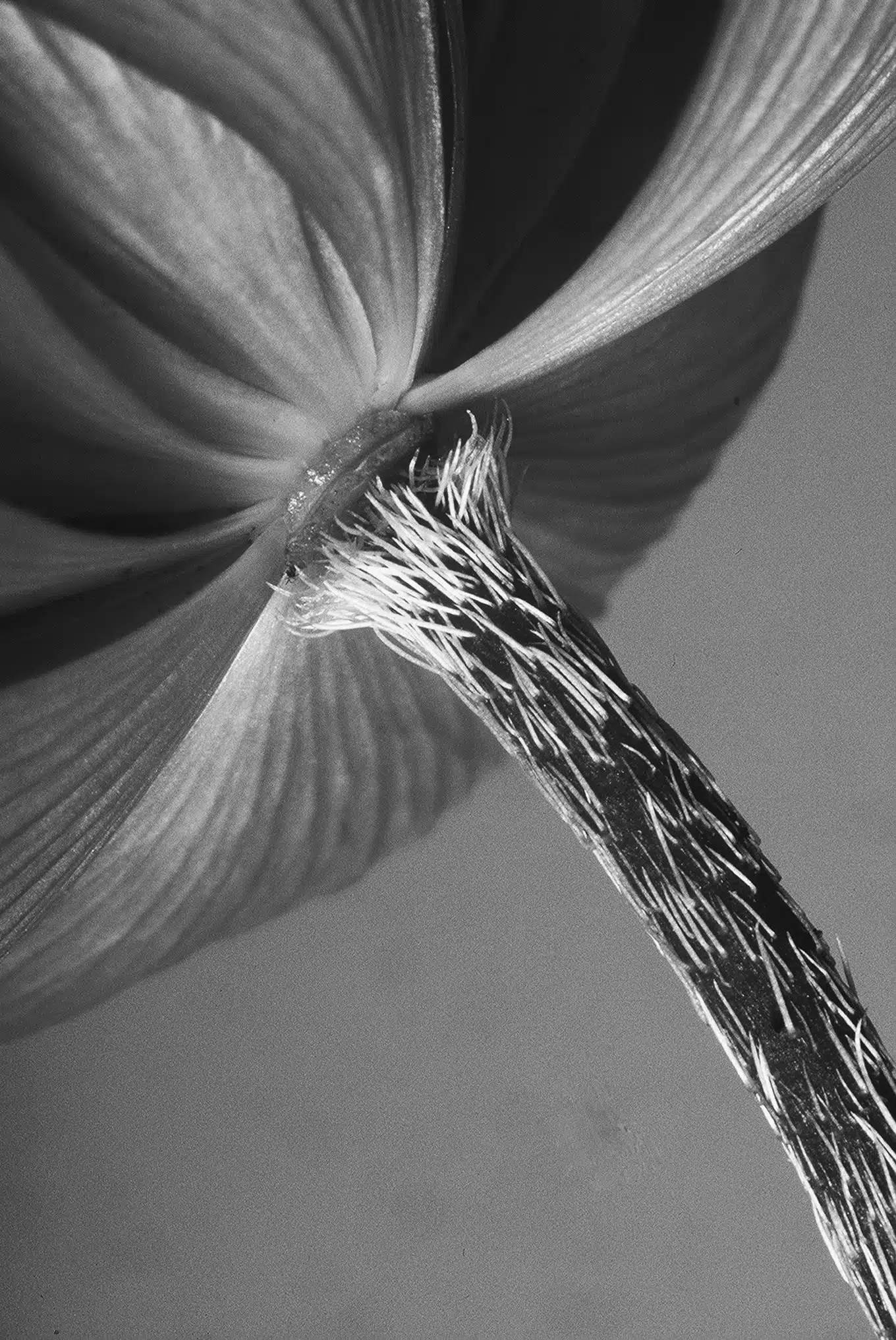 PARKINSON’S: GRACEFUL & GRACE-FULL