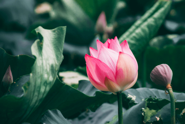 Lotus 2 unsplash.com photos BgzTKercK A 768x516